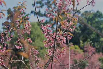 pink flowers blossom