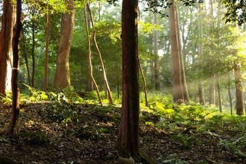Japan Forest Sunlight 