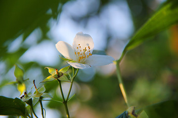 yellow flowers on green background