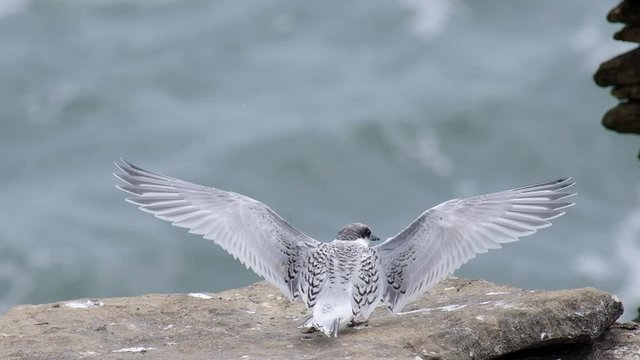A White-fronted tern chick, New Zealand bird is flying on the rock.