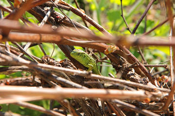 green lizard