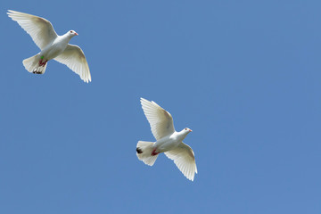 two white feather homing pigeon flying against clear blue sky