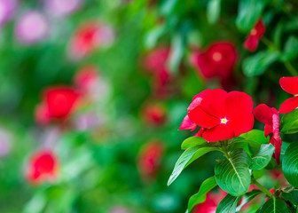 Close up red flower and blur background