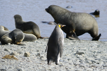 Fototapeta premium King penguins colony with babies