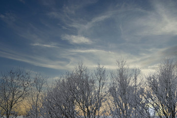 frozen plants with blurry background