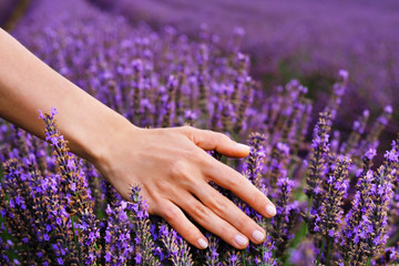 Fototapeta premium Woman's hand touching lavender. Flowers in the lavender fields in the Provence mountains.