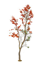 Fototapeta premium Bastard Teak