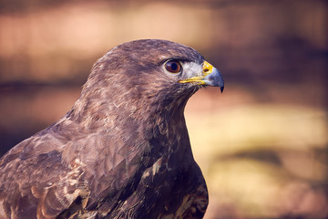 Common Buzzard ( Buteo Buteo ) Head Closeup