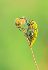 Close up  beautiful  insect in the garden