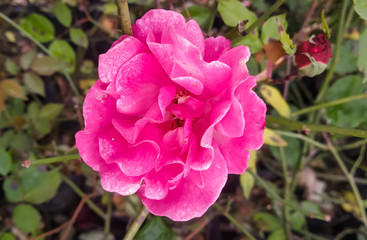 pink flower in the garden