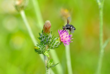 Close up  beautiful  fly insect in the garden