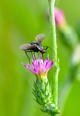 Close up  beautiful  fly insect in the garden
