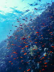 Fototapeta na wymiar School of orange fish