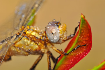 Macro shots, Beautiful nature scene dragonfly. 