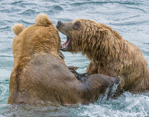 Obraz premium Brown Bears at McNeil River fighting over fishing spots