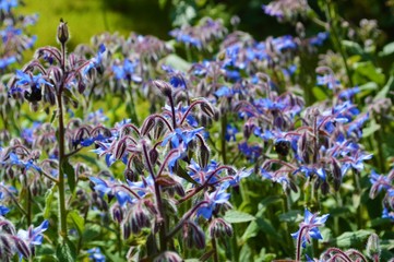 Borage Flowers (Borago officinalis).
