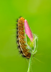Close up beautiful caterpillar of butterfly  