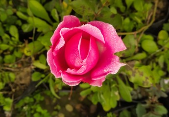 pink rose in garden