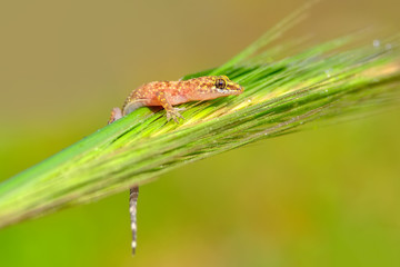 Closeup  Beautiful gecko in the garden
