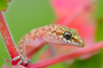 Closeup  Beautiful gecko in the garden