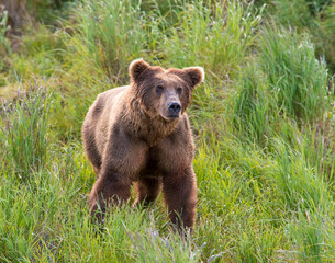 Brown Bear at McNeil River fishing for Chum Salmon