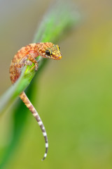 Closeup  Beautiful gecko in the garden