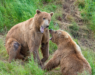 Plakat Brown Bears at McNeil River fighting over fishing spots