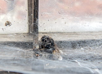 The  Bumblebee caught in a spider web on the window