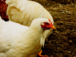 portrait of a chicken