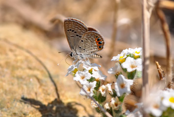 Closeup beautiful butterfly in a summer garden