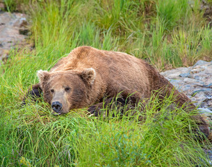 Brown Bear sleeping at McNeil River after fishing for Chum Salmon