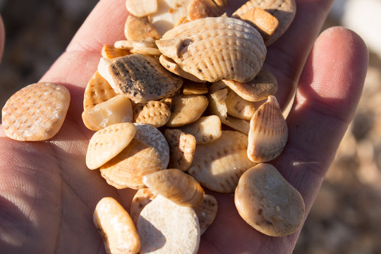 「Cockleshells」の画像 - 40,251 件の Stock 写真、ベクターおよびビデオ | Adobe Stock