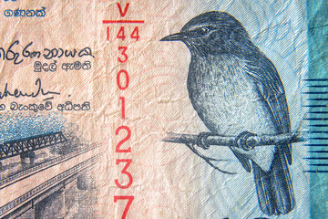 Sri Lanka currency close up. Macro view of 50 rupees bill. Detail of Srilankan banknote with...