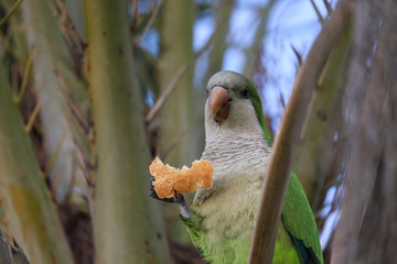 Parrot eating on a branch