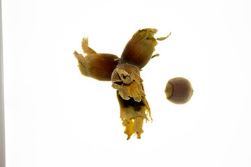 Obraz premium hazelnuts in peel on a white background