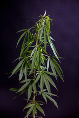 Thematic photos of hemp and marijuana Green leaf