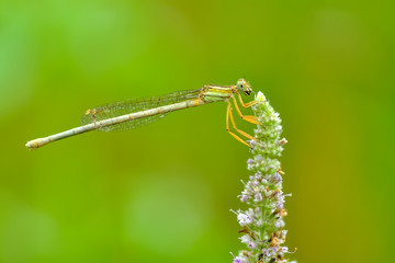 Macro shots, Beautiful nature scene dragonfly. 