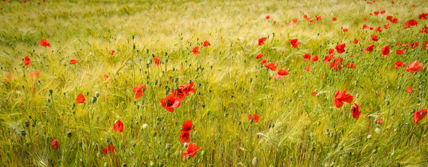 Fototapeta premium Mohnblumen wachsen in einem Getreidefeld