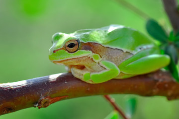 Beautiful Europaean Tree frog Hyla arborea 