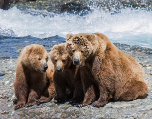 Fototapeta premium Brown Bear mother and cubs at McNeil River in Alaska