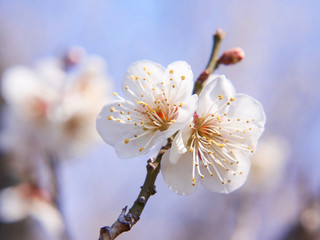 梅の花　白梅