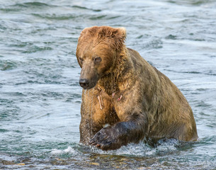 Obraz premium Brown Bear at McNeil River in Alaska