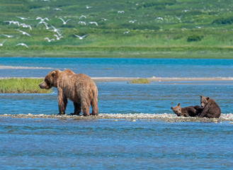 Brown Bear at McNeil River in Alaska