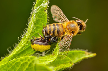 Crab spider feasting on bee. Macro photo
