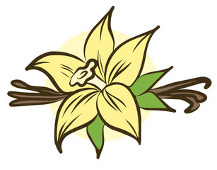 Vanilla flower and stick isolated on white background. Vector illustration.