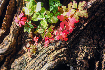 autumn leaves on tree