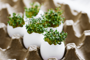 Fresh sprouted green sprouts. Green cress salad in eggshell. Fresh greens. Green sprouts. Preparing...