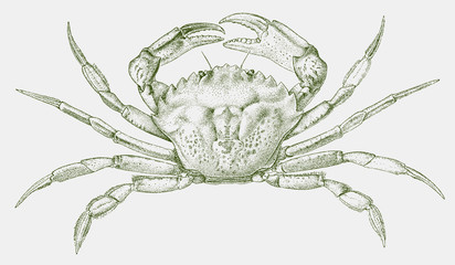 Green shore crab carcinus maenas, a widespread invasive species
