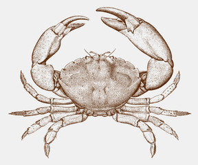 Male Florida stone crab menippe mercenaria from the North Atlantic Ocean - obrazy, fototapety, plakaty