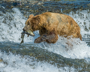Fototapeta na wymiar Brown Bear at McNeil River in Alaska